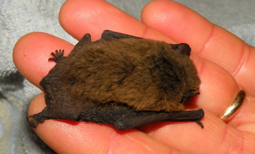 Pipistrello nano?